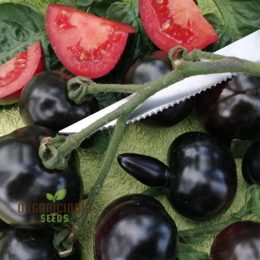 TOMATO EIGHT BALL Seeds for Your Garden | Buy Seeds Online