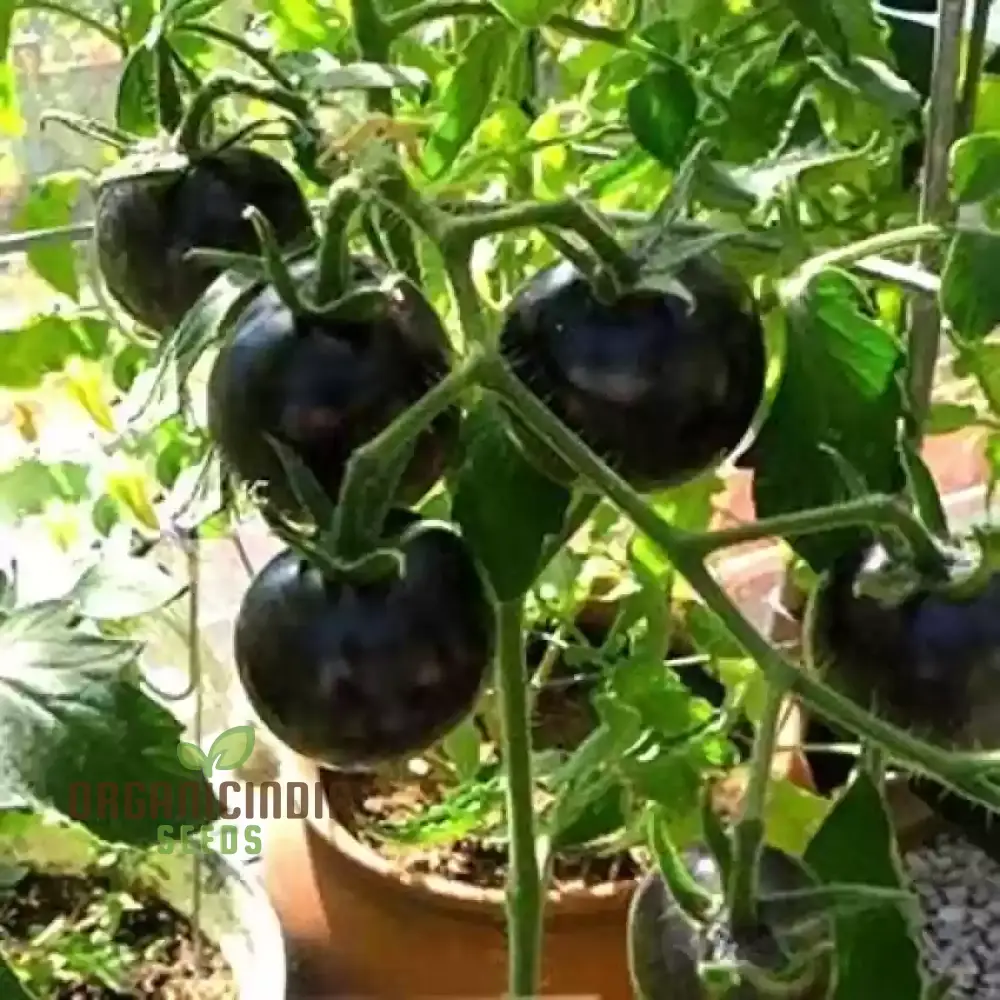 TOMATO EIGHT BALL Seeds for Your Garden | Buy Seeds Online - Image 3