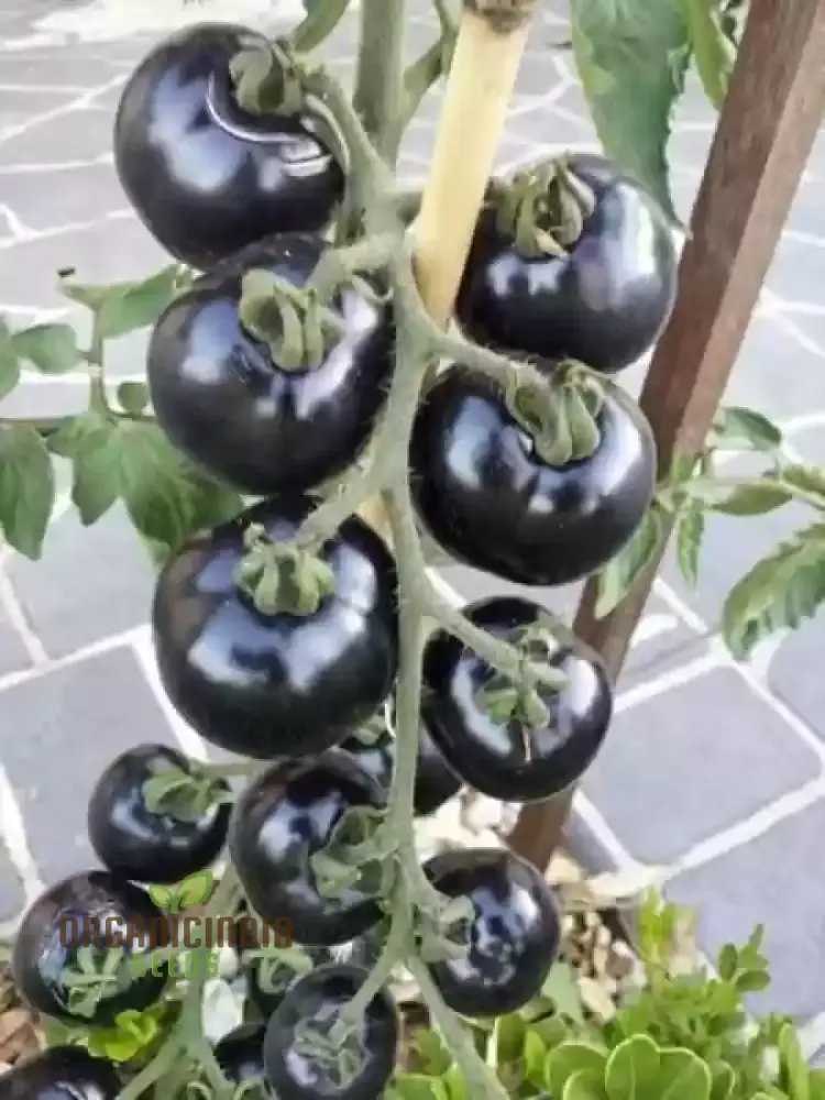 TOMATO EIGHT BALL Seeds for Your Garden | Buy Seeds Online - Image 4