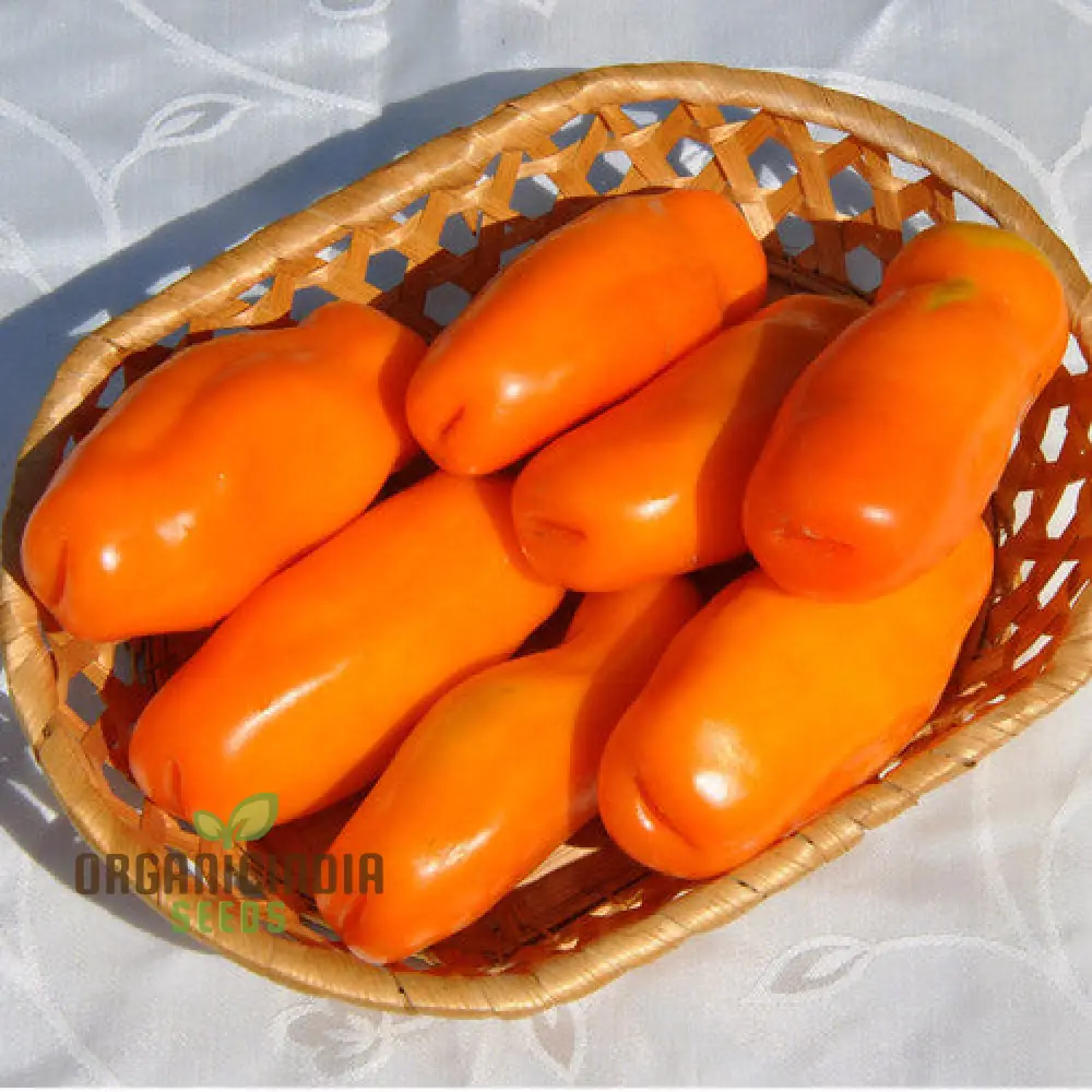 TOMATO EIGHT BALL TOMATO EROS Seeds for Your Gardening Needs | Buy Seeds Online