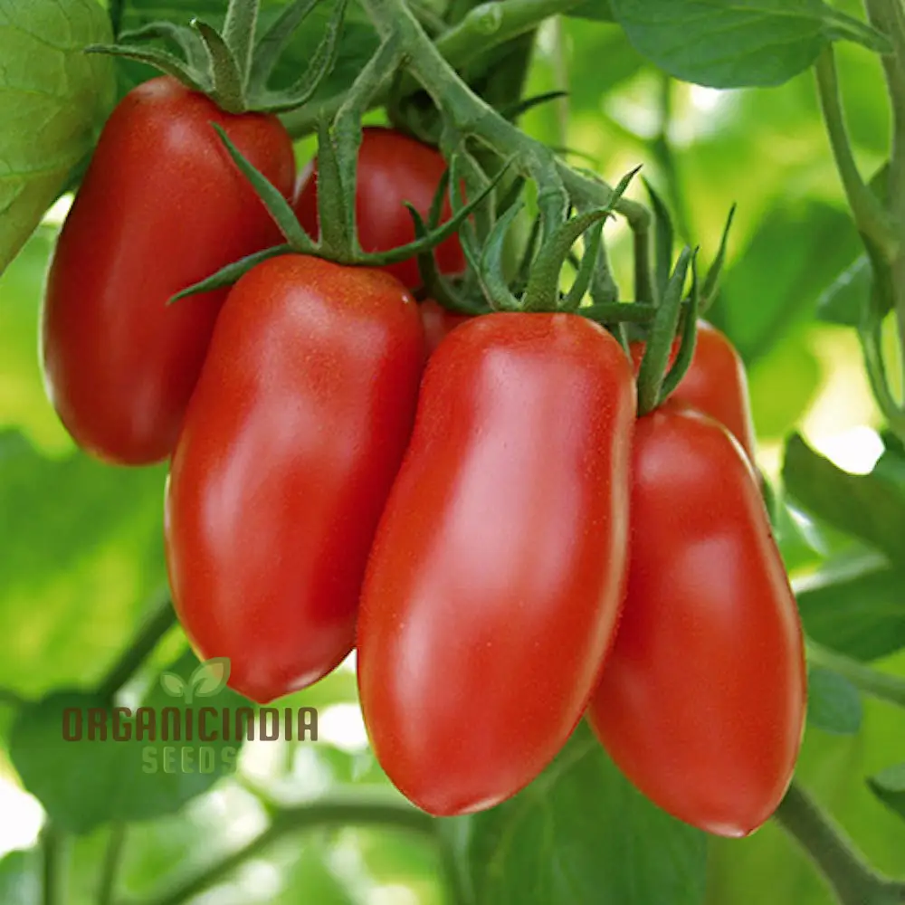 TOMATO FEDERLE Seeds for planting Your Garden | Buy Seeds Online
