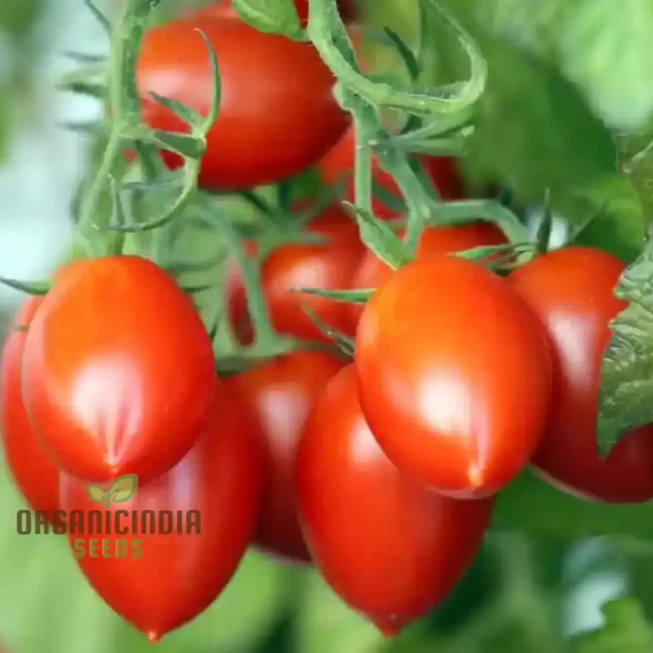 TOMATO FEDERLE Seeds for planting Your Garden | Buy Seeds Online - Image 3
