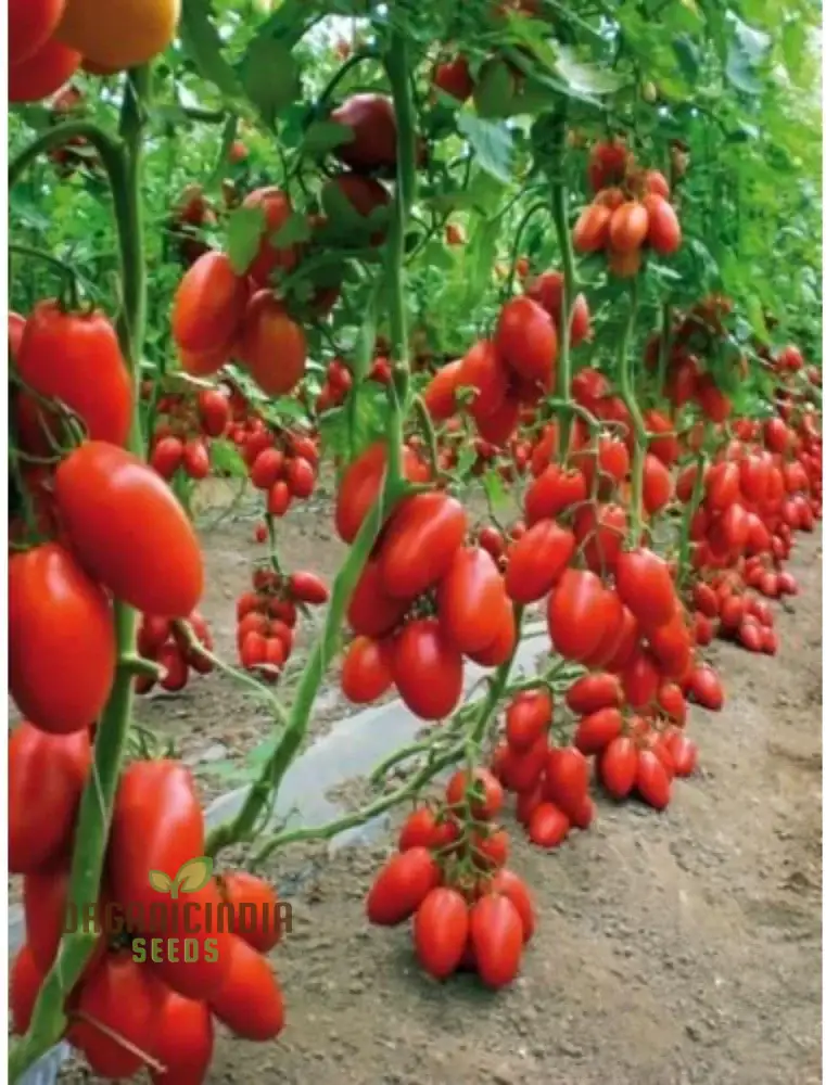TOMATO FEDERLE Seeds for planting Your Garden | Buy Seeds Online - Image 4