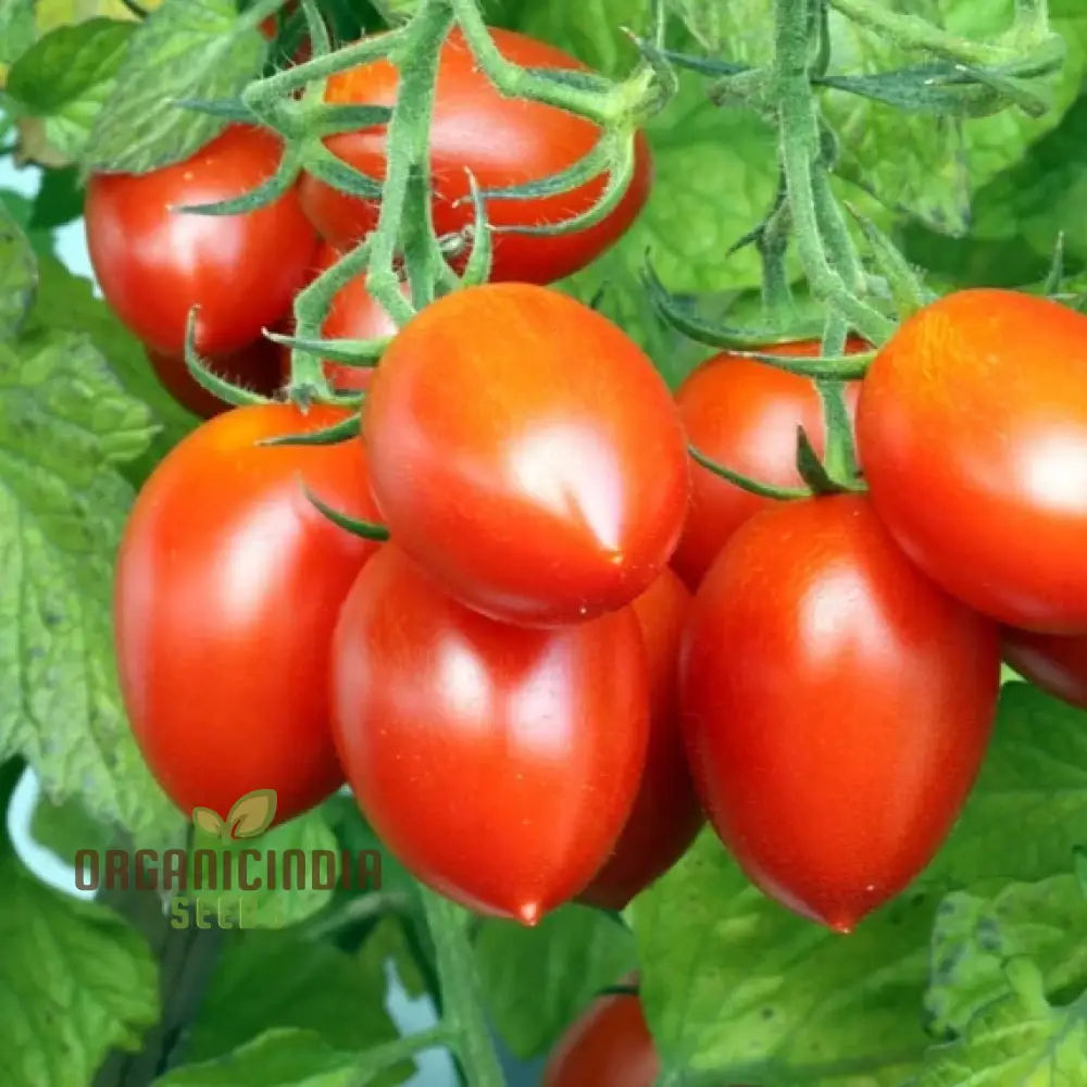 TOMATO GERMAN RED STRAWBERRY Seeds for Planting - Premium Gardening Seeds for Vibrant Tomatoes