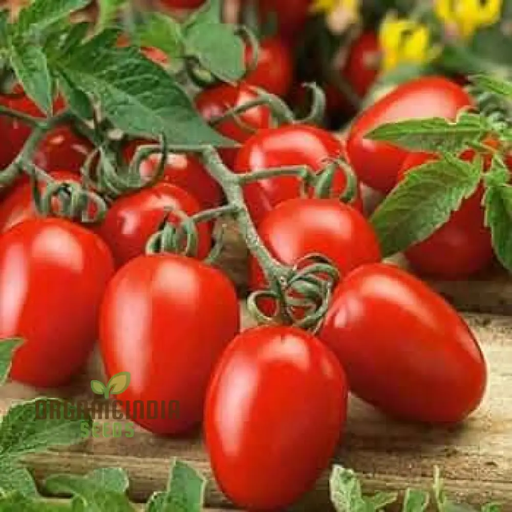 TOMATO GERMAN RED STRAWBERRY Seeds for Planting - Premium Gardening Seeds for Vibrant Tomatoes - Image 3
