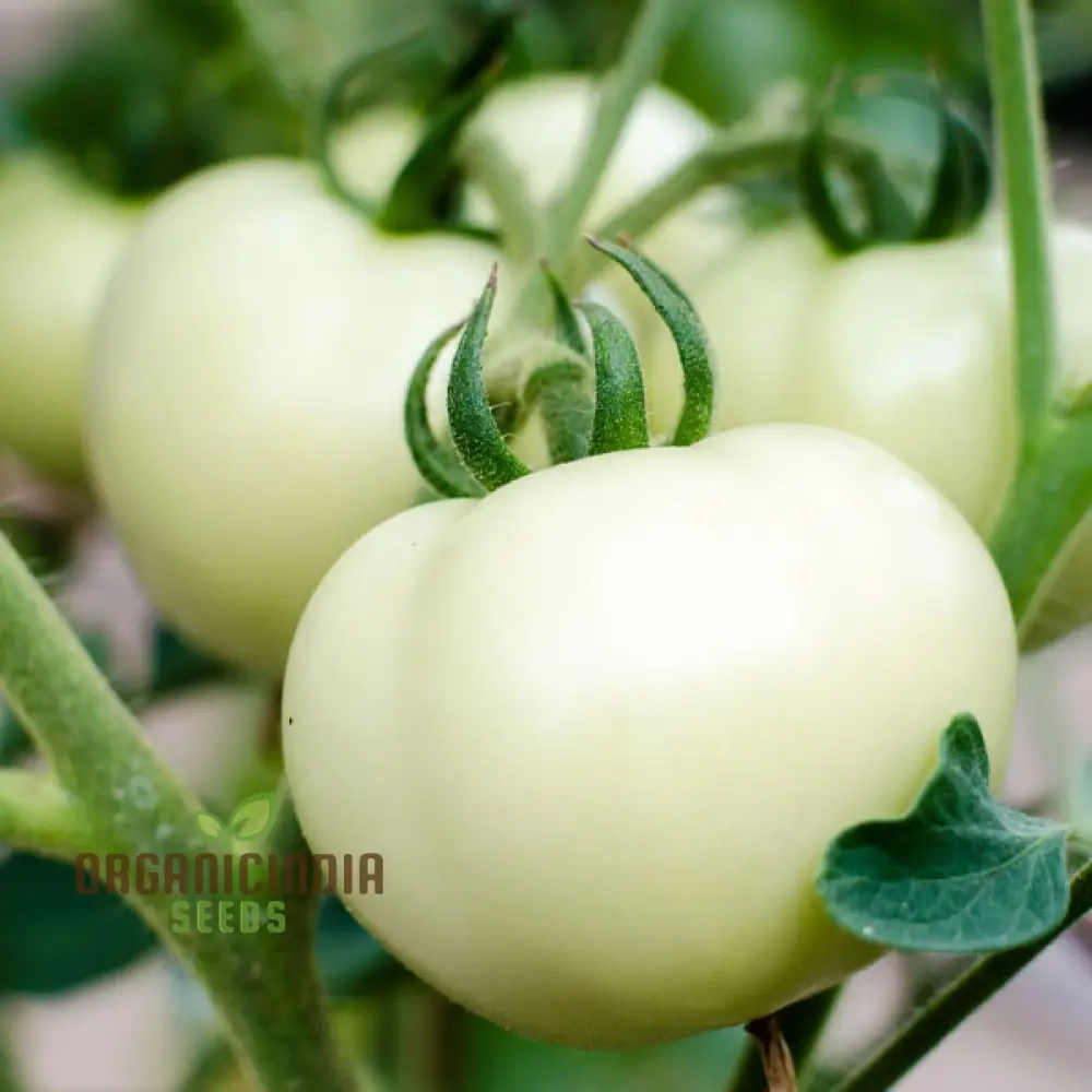 Tomato Great White Seeds for Gardening - High Yield, Heirloom Quality, Organic Gardening Essentials