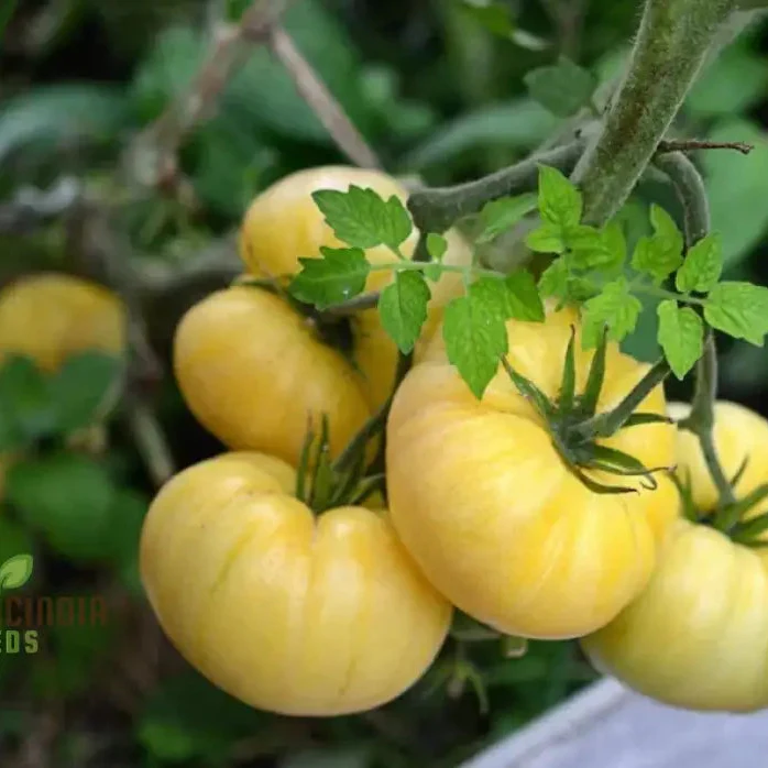 Tomato Great White Seeds for Gardening - High Yield, Heirloom Quality, Organic Gardening Essentials - Image 3