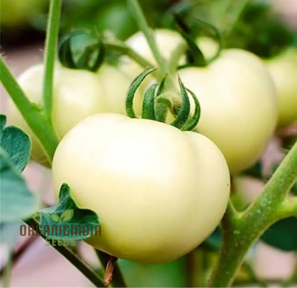 Tomato Great White Seeds for Gardening - High Yield, Heirloom Quality, Organic Gardening Essentials - Image 4