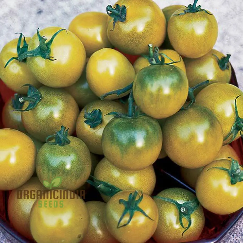 TOMATO GREEN GRAPE Seeds - Premium Quality for Successful Gardening