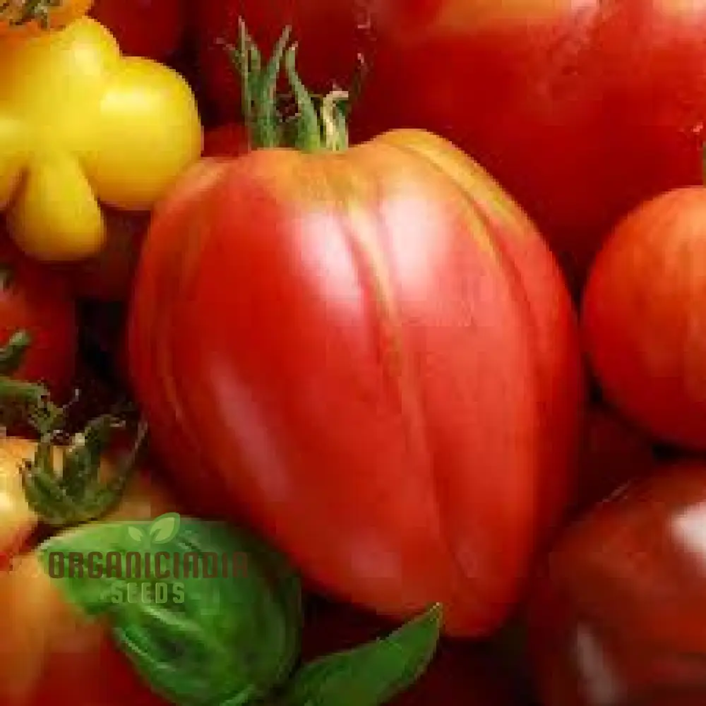Tomato Hungarian Heart Seeds for Planting,Premium Quality Seeds for Gardening Enthusiasts