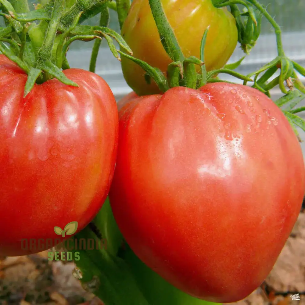 Tomato Hungarian Heart Seeds for Planting,Premium Quality Seeds for Gardening Enthusiasts - Image 4