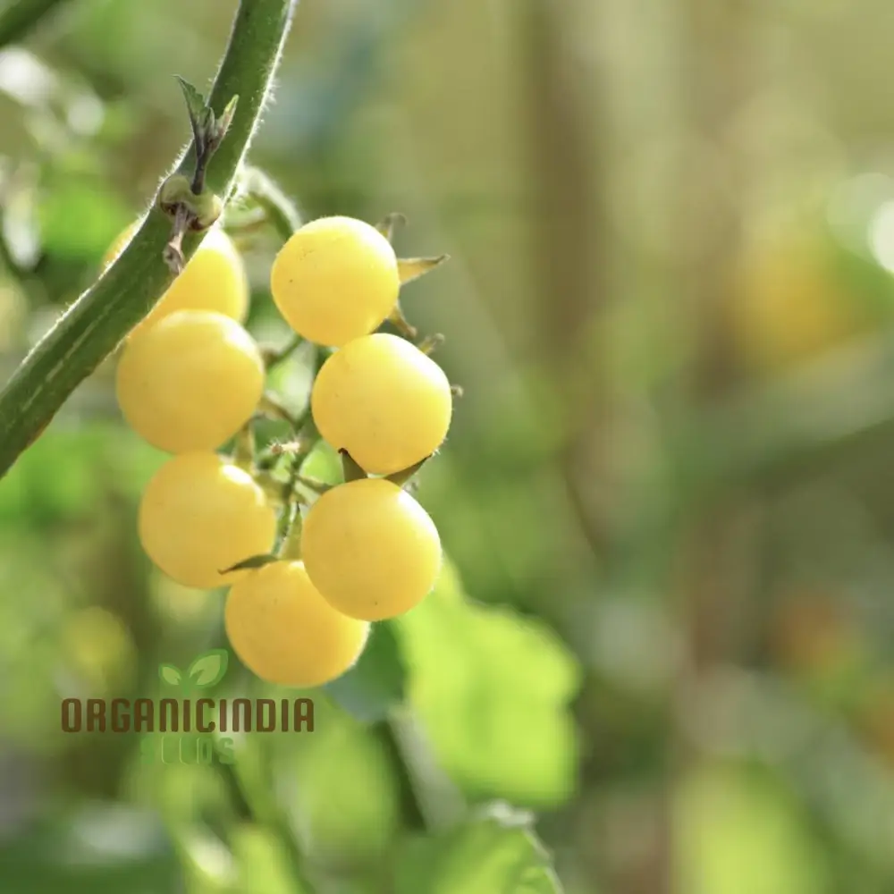 Tomato - Ice Vegetable Seeds For Planting, High-Quality Seeds for Refreshing Garden Tomatoes