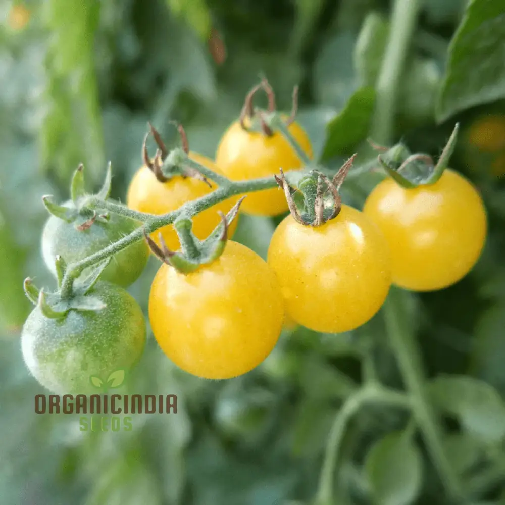 Tomato - Ice Vegetable Seeds For Planting, High-Quality Seeds for Refreshing Garden Tomatoes - Image 3