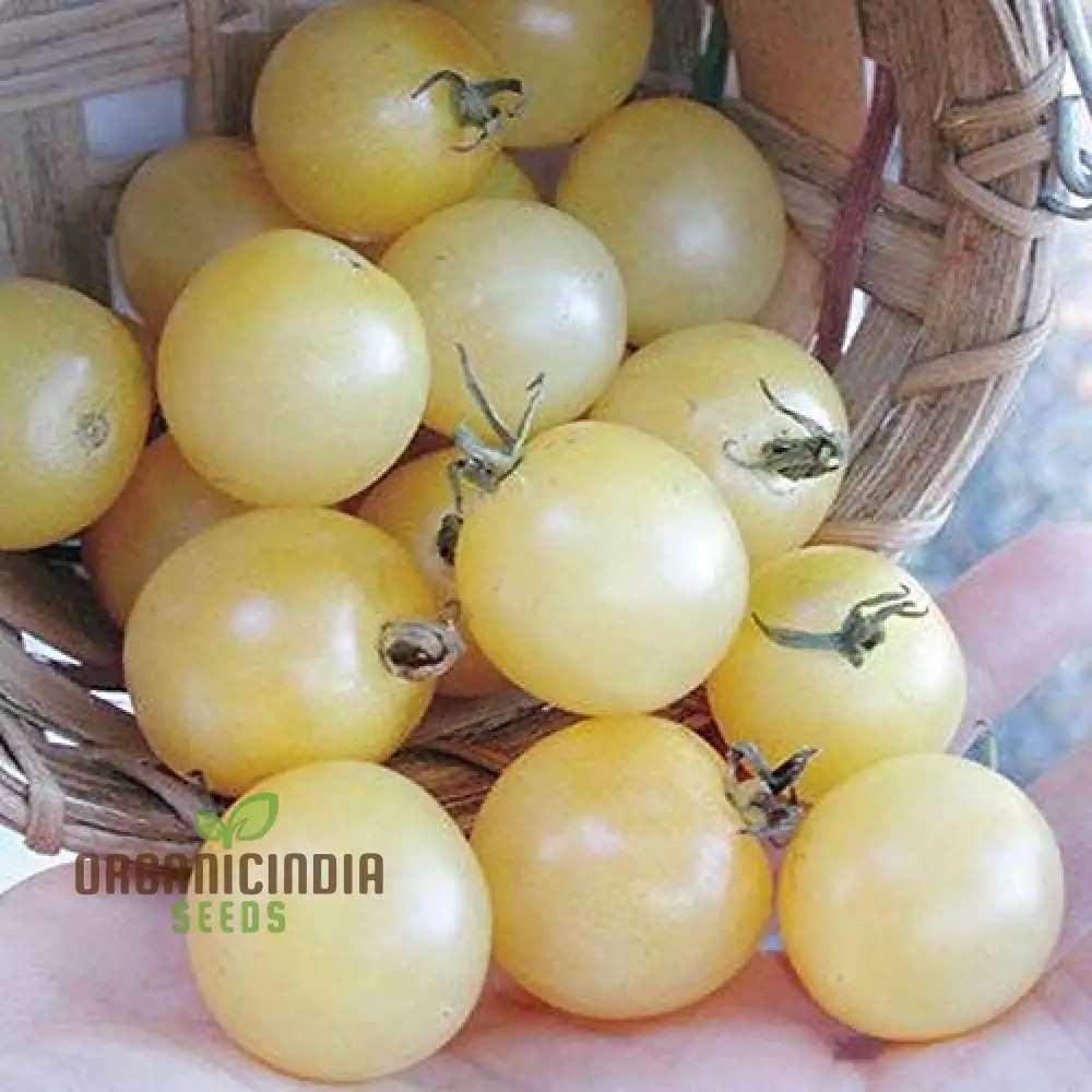 Tomato - Ice Vegetable Seeds For Planting, High-Quality Seeds for Refreshing Garden Tomatoes - Image 4