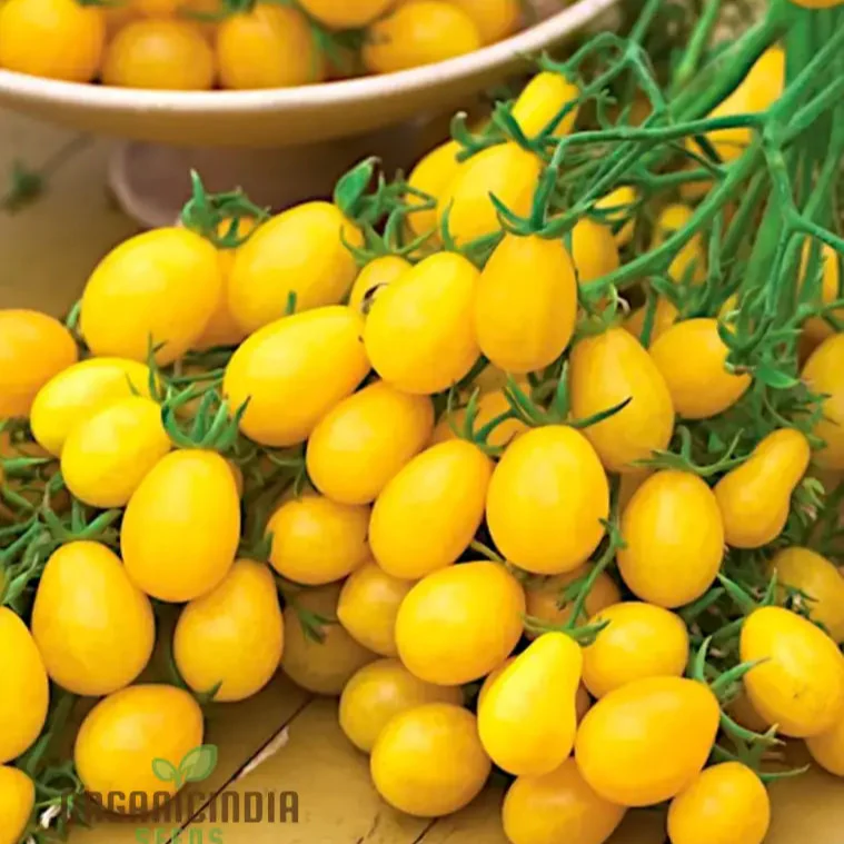 TOMATO ILDI Seeds - Premium Quality Seeds for Thriving Garden Growth - Image 3