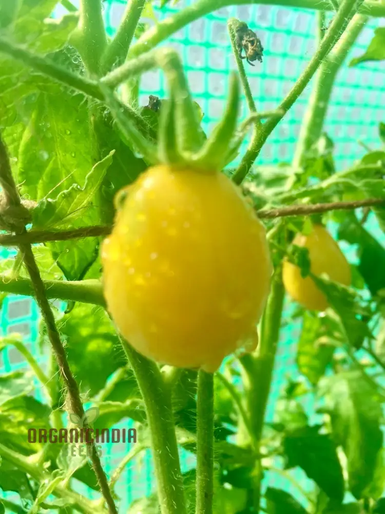 TOMATO ILDI Seeds - Premium Quality Seeds for Thriving Garden Growth - Image 4