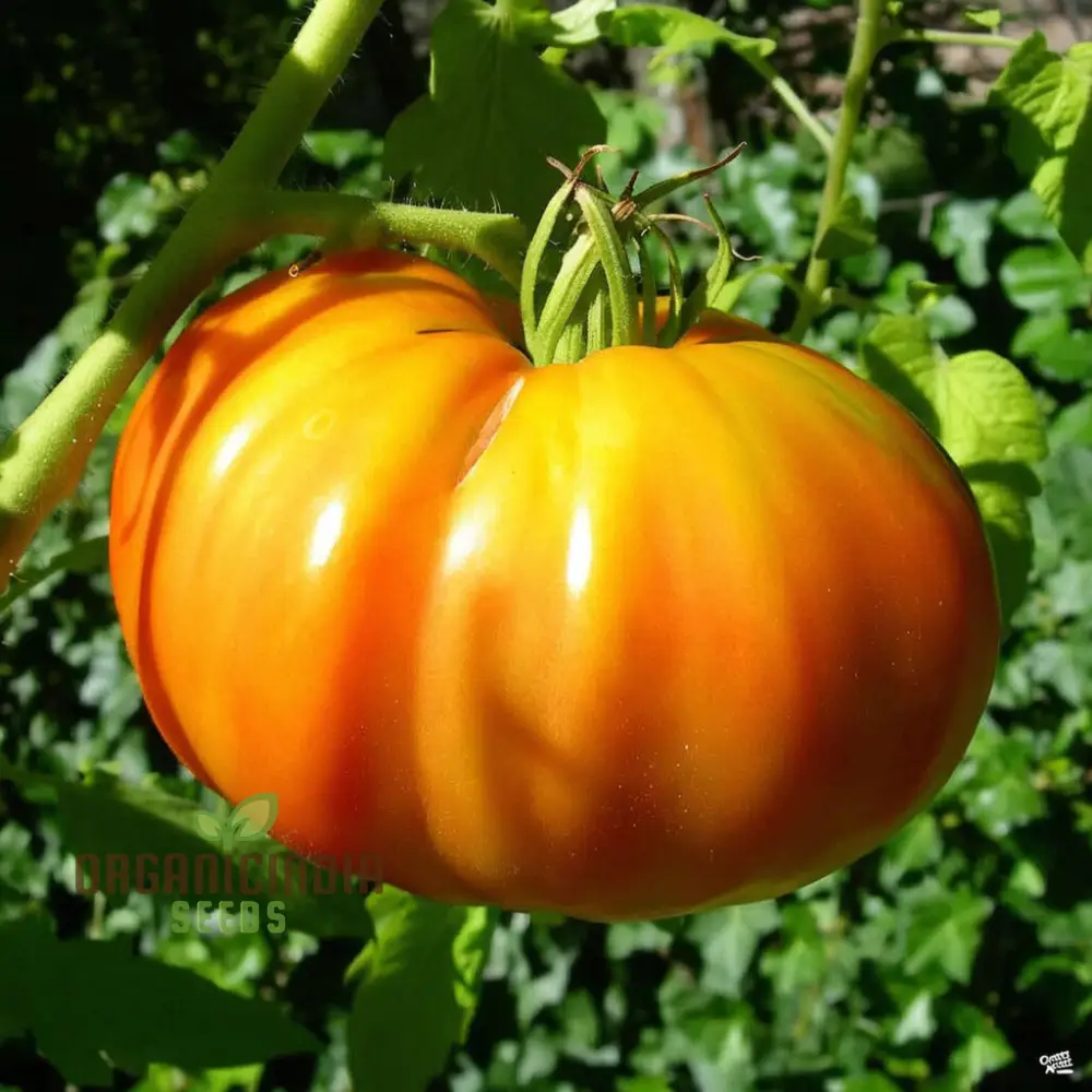 TOMATO ILSE'S YELLOW LATVIAN Seeds For Planting - Premium Gardening Seeds for Vibrant Harvests