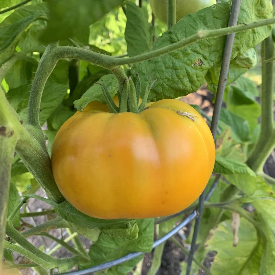 TOMATO ILSE'S YELLOW LATVIAN Seeds For Planting - Premium Gardening Seeds for Vibrant Harvests - Image 3