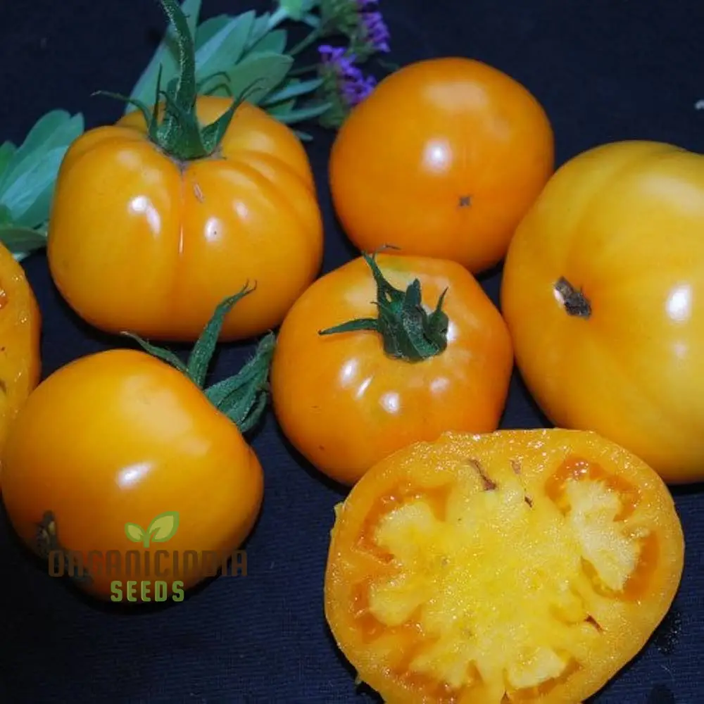 TOMATO ILSE'S YELLOW LATVIAN Seeds For Planting - Premium Gardening Seeds for Vibrant Harvests - Image 4