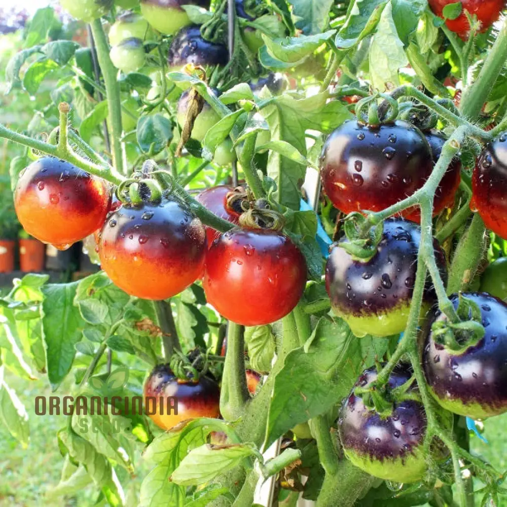 Tomato Indigo Cherry Drops Vegetable Seeds for Planting - Premium Quality for Gardening