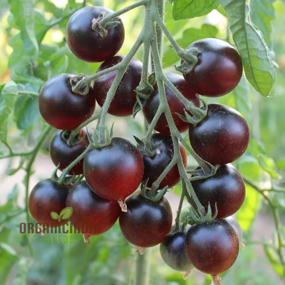 Tomato Indigo Cherry Drops Vegetable Seeds for Planting - Premium Quality for Gardening - Image 3