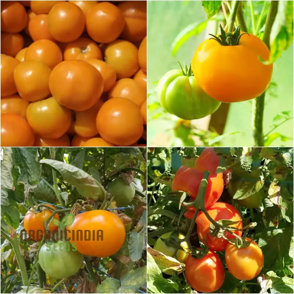 Tomato - Jaune Flamme Vegetable Seeds, Grow Sweet and Juicy Yellow Tomatoes