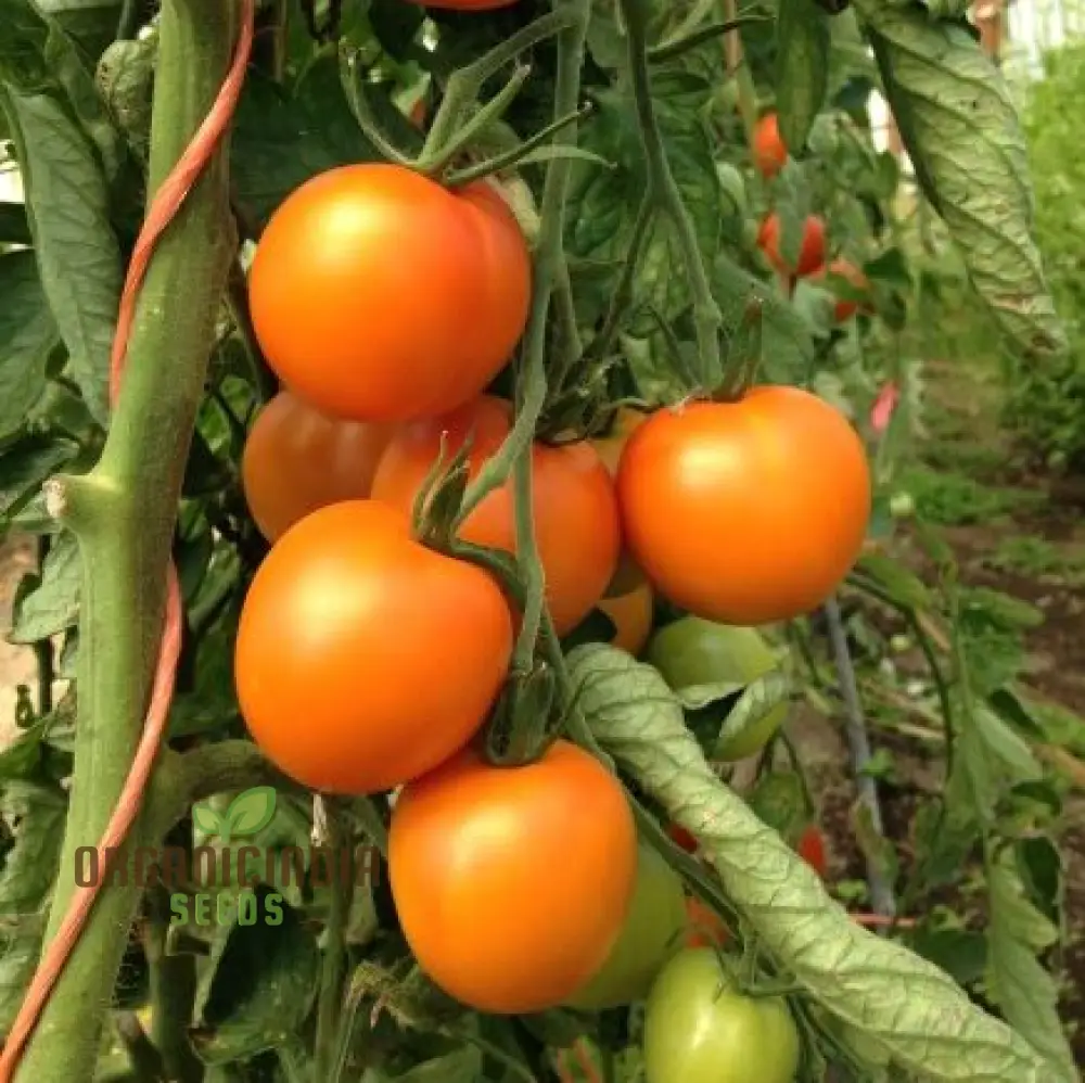 Tomato - Jaune Flamme Vegetable Seeds, Grow Sweet and Juicy Yellow Tomatoes - Image 3