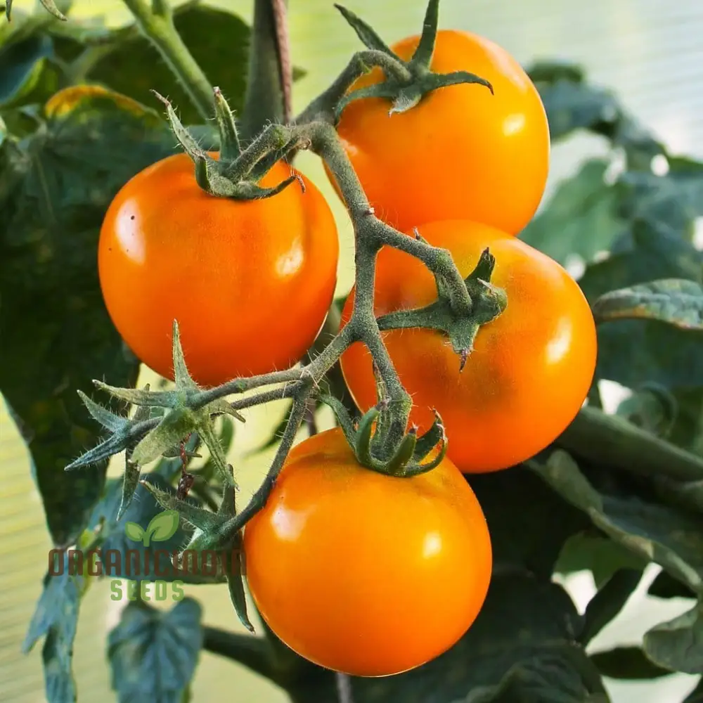 Tomato - Jaune Flamme Vegetable Seeds, Grow Sweet and Juicy Yellow Tomatoes - Image 4