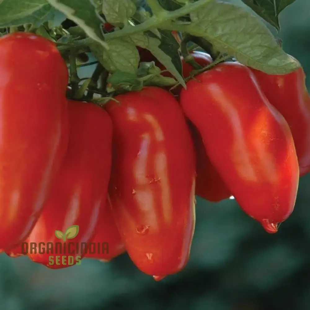 TOMATO JERSEY DEVIL Seeds For Planting- Premium Quality Seeds for Gardening