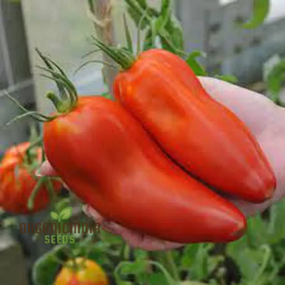 TOMATO JERSEY DEVIL Seeds For Planting- Premium Quality Seeds for Gardening - Image 4
