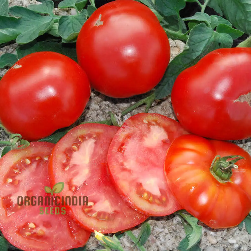 Tomato John Baer Seeds - Premium Heirloom Tomato Seeds for Exceptional Gardening Results - Perfect for Your Home Garden and Urban Farming