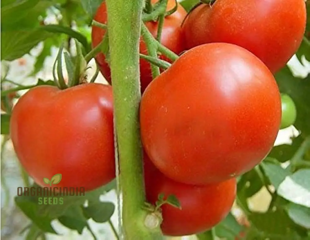 Tomato John Baer Seeds - Premium Heirloom Tomato Seeds for Exceptional Gardening Results - Perfect for Your Home Garden and Urban Farming - Image 3