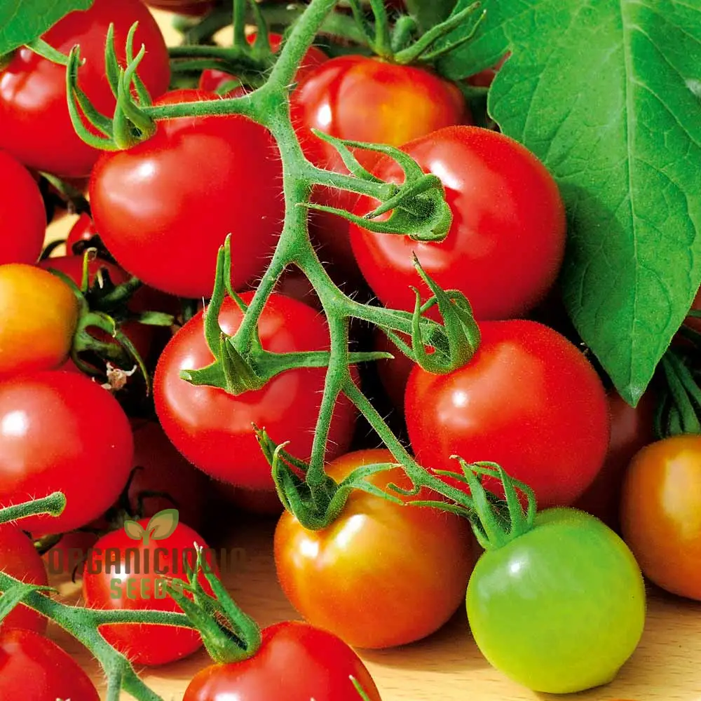 TOMATO KAMATIS NA LIGAW Seeds Premium Quality Seeds for Gardening