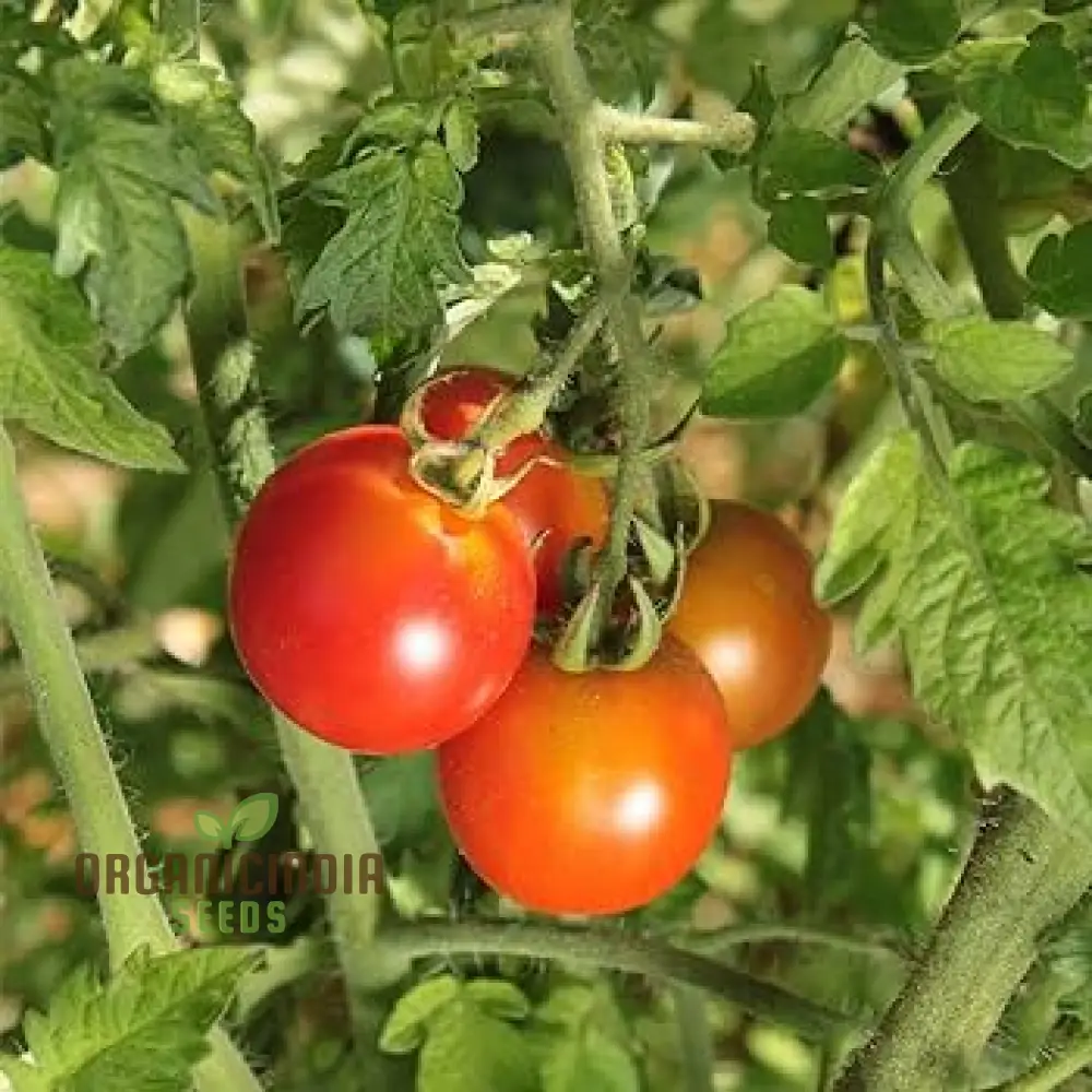 TOMATO KAMATIS NA LIGAW Seeds Premium Quality Seeds for Gardening - Image 3
