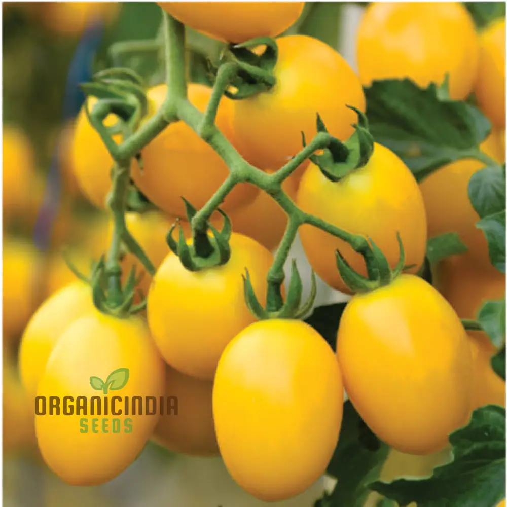 Tomato Katie Bell vegetable seeds and cultivating vibrant, delicious tomatoes to enhance your garden with color and flavor