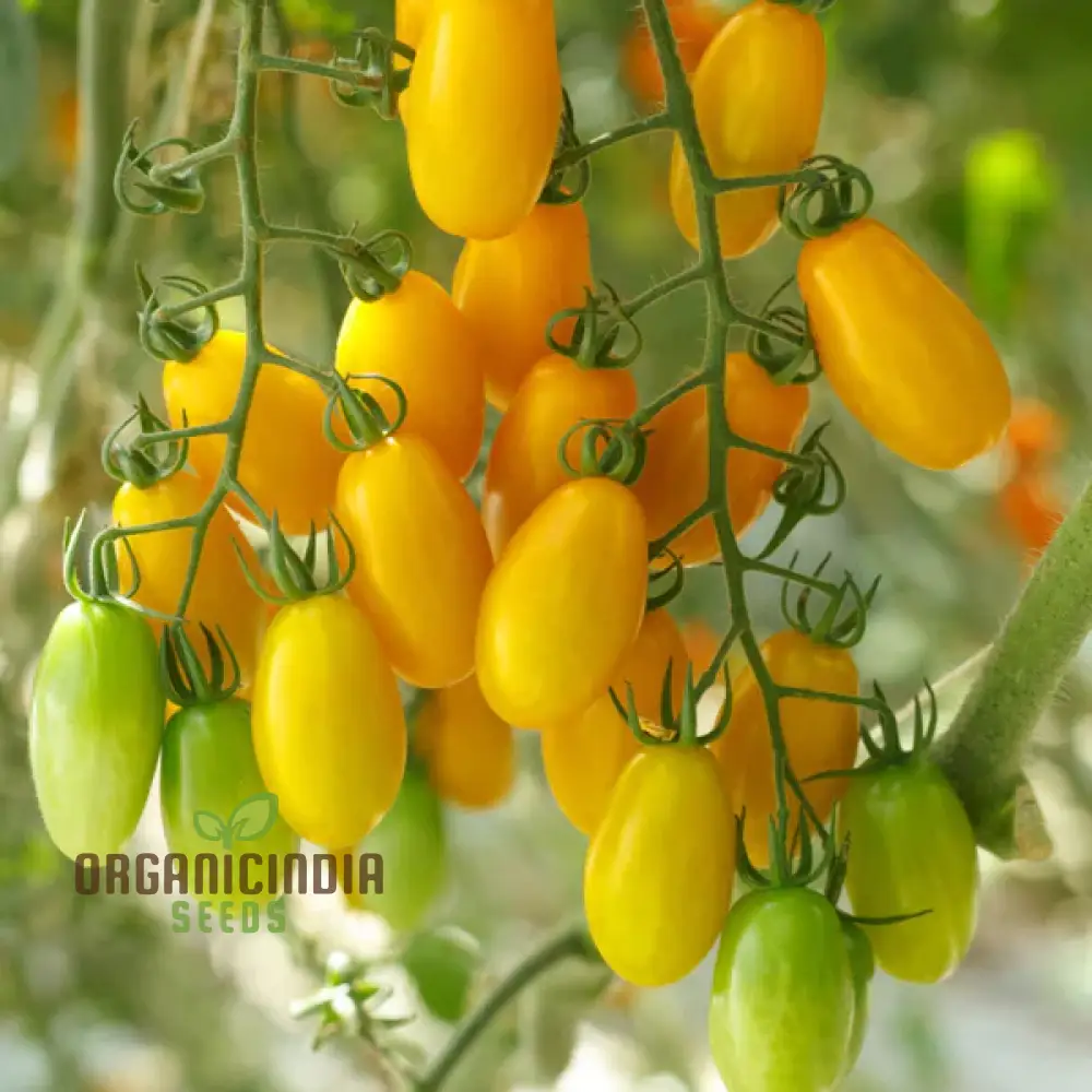 Tomato Katie Bell vegetable seeds and cultivating vibrant, delicious tomatoes to enhance your garden with color and flavor - Image 3
