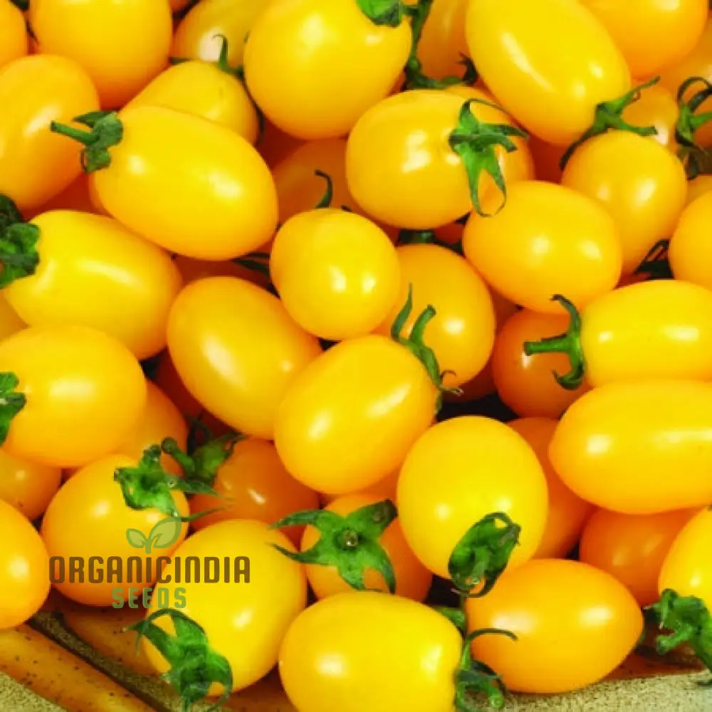 Tomato Katie Bell vegetable seeds and cultivating vibrant, delicious tomatoes to enhance your garden with color and flavor - Image 4