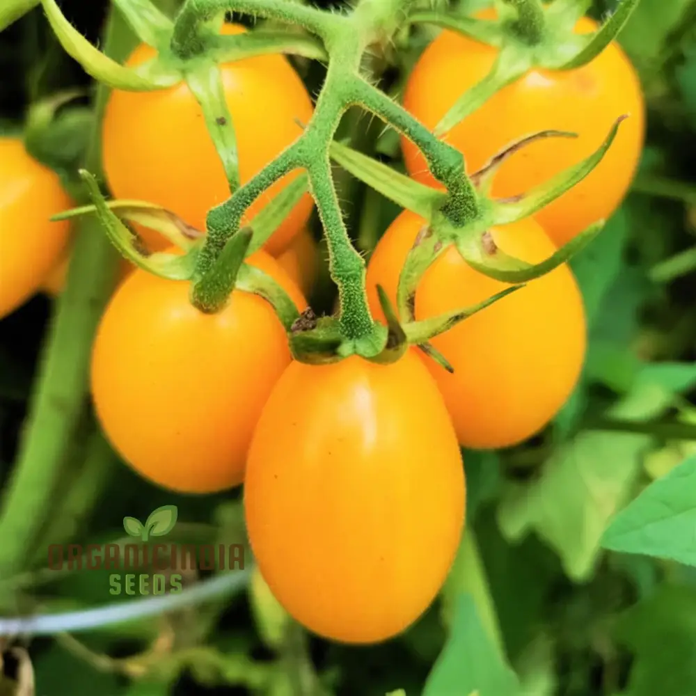 Tomato Katie Bell vegetable seeds and cultivating vibrant, delicious tomatoes to enhance your garden with color and flavor - Image 5