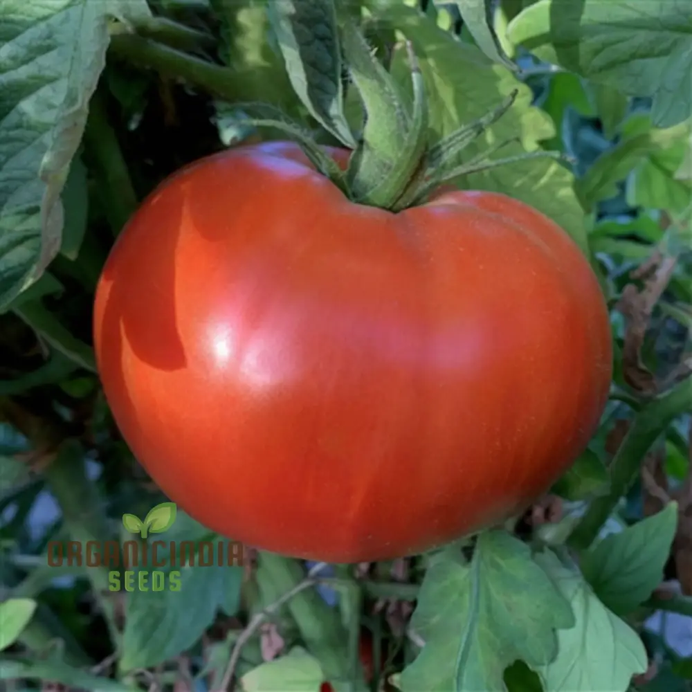 Tomato Knockout vegetable seeds, promising robust, flavorful tomatoes that will stand out as a highlight of your gardening experience.