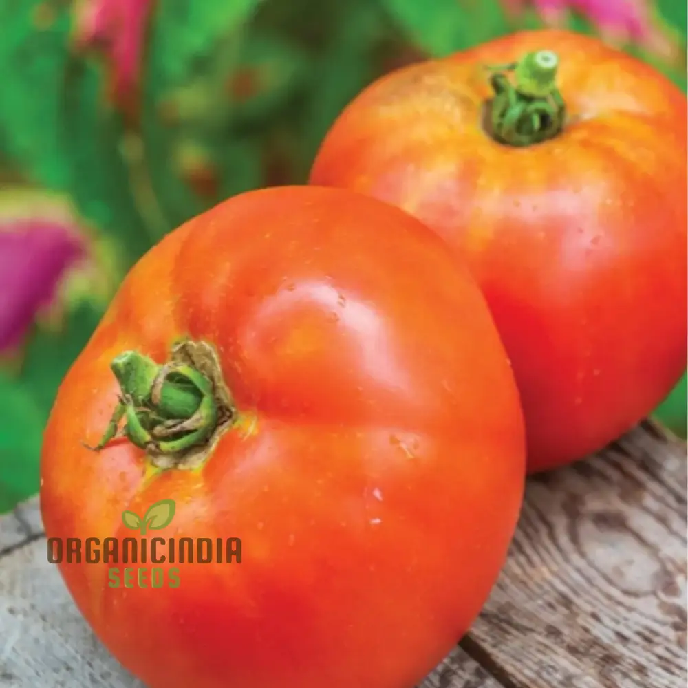 Tomato Knockout vegetable seeds, promising robust, flavorful tomatoes that will stand out as a highlight of your gardening experience. - Image 3