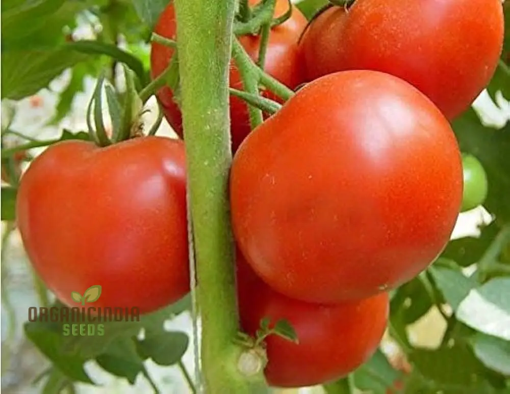Tomato Knockout vegetable seeds, promising robust, flavorful tomatoes that will stand out as a highlight of your gardening experience. - Image 4
