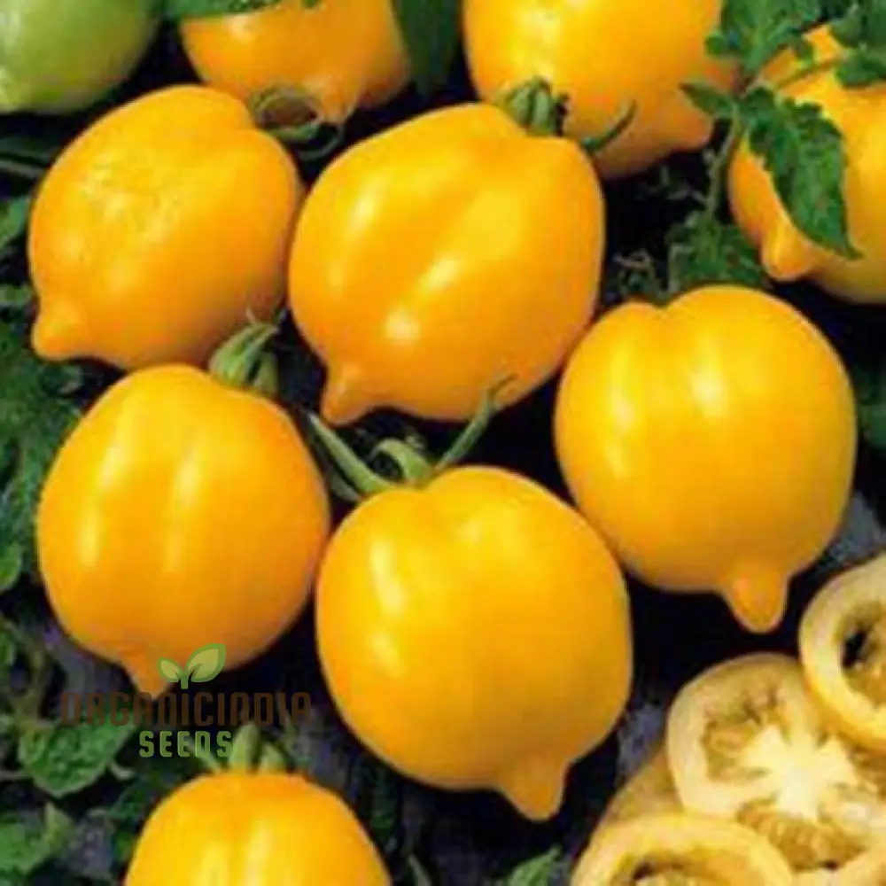TOMATO LEMON TREE Seeds For Planting - Premium Quality Seeds for Gardening | Perfect for Home Gardens