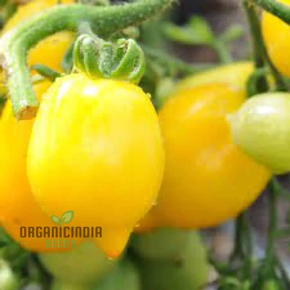 TOMATO LEMON TREE Seeds For Planting - Premium Quality Seeds for Gardening | Perfect for Home Gardens - Image 3