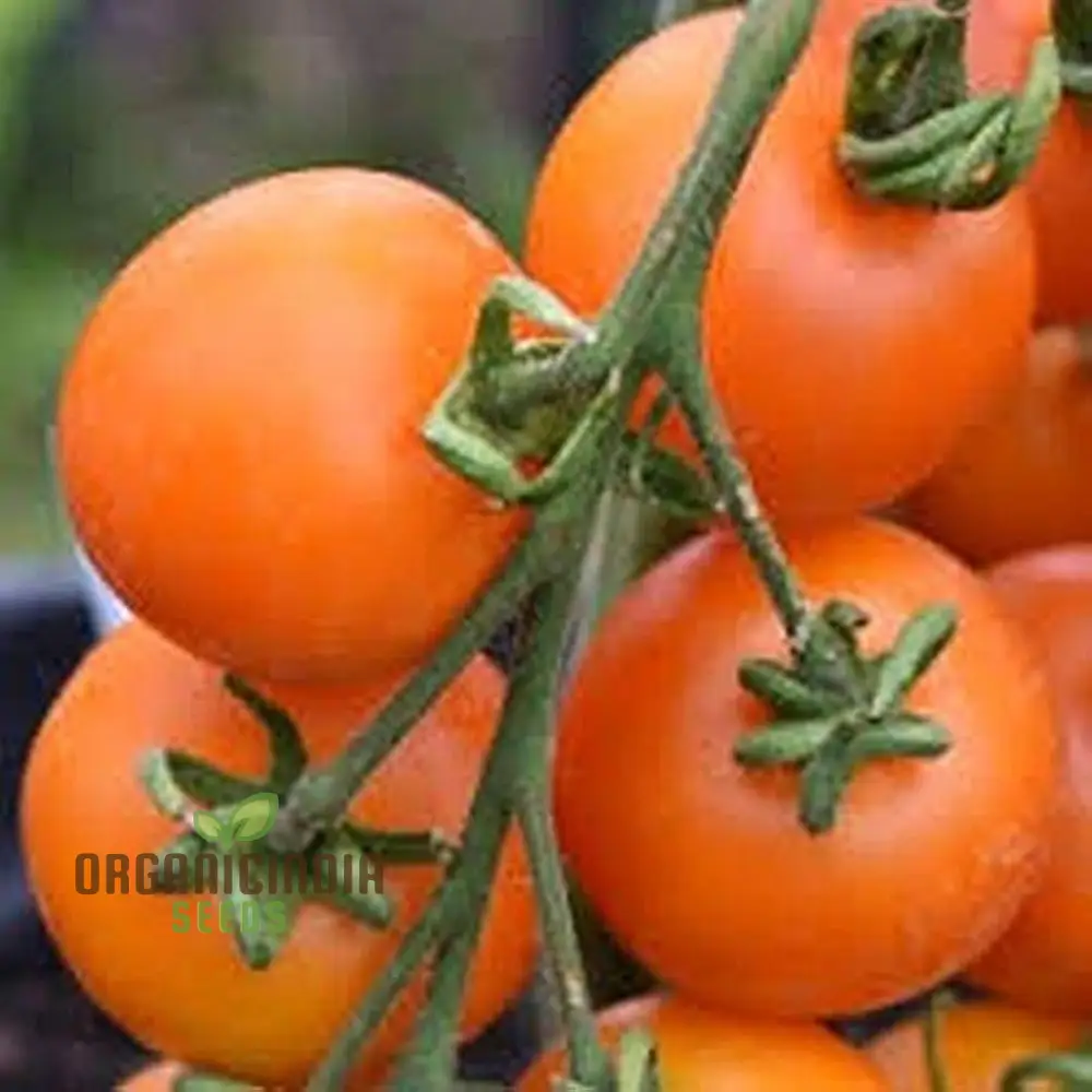 TOMATO LEWIS' LONG KEEPER Seeds - Premium Quality Seeds for Thriving Gardening - Image 5
