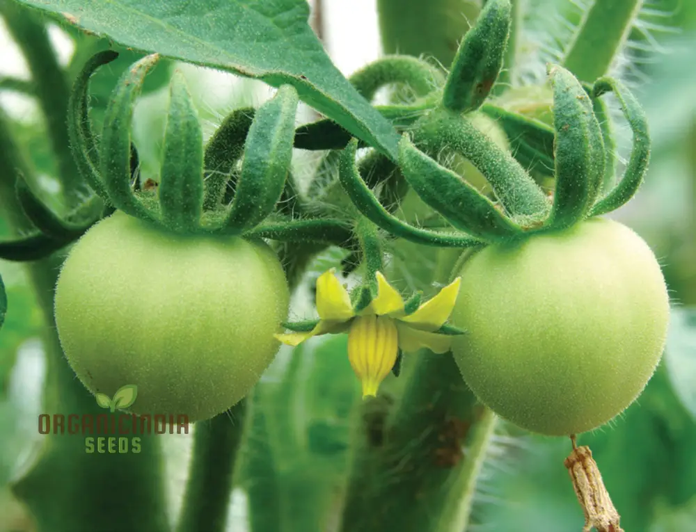 TOMATO LEWIS' LONG KEEPER Seeds - Premium Quality Seeds for Thriving Gardening - Image 6