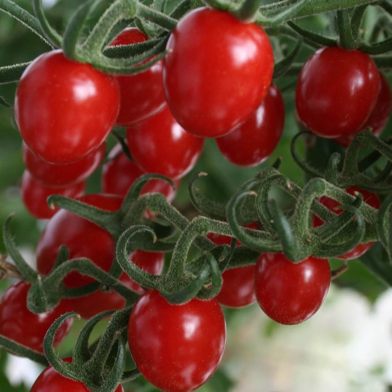 Tomato LIZZIE BELL Vegetable seeds, offering a delightful opportunity to grow flavorful - Image 3