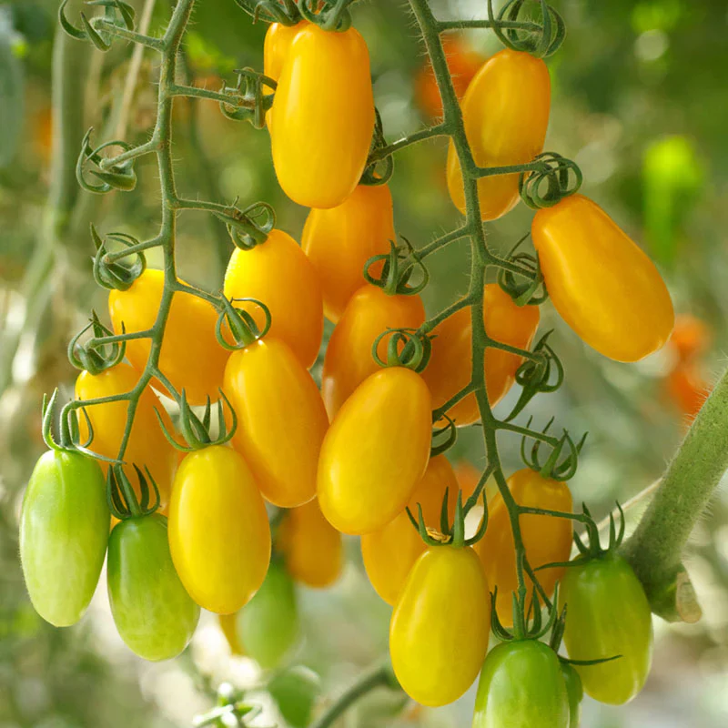 Tomato LIZZIE BELL Vegetable seeds, offering a delightful opportunity to grow flavorful - Image 4