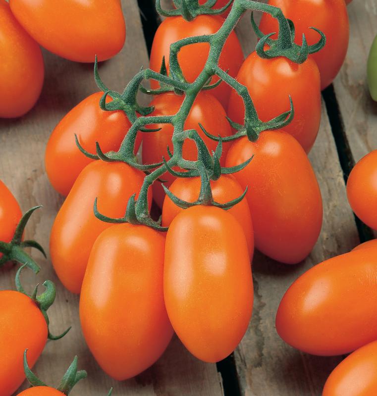 Tomato LIZZIE BELL Vegetable seeds, offering a delightful opportunity to grow flavorful - Image 5