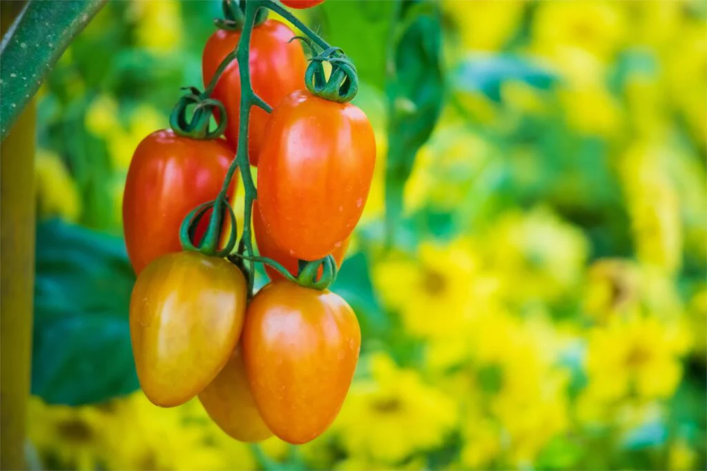 Tomato LIZZIE BELL Vegetable seeds, offering a delightful opportunity to grow flavorful - Image 6