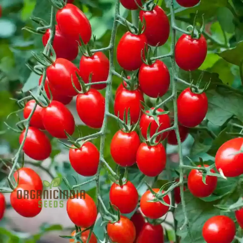 Tomato LUCIEBELL vegetable seeds to cultivate exquisite tomatoes that promise to elevate your garden with their exceptional flavor
